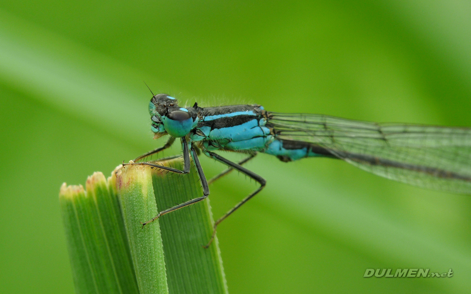 Common Bluetail (Male, Ischnura elegans)